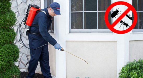 Dikmen Kene İlaçlama böcek ilaçlama ve haşere kontrolü — ilaclama-tr.com
